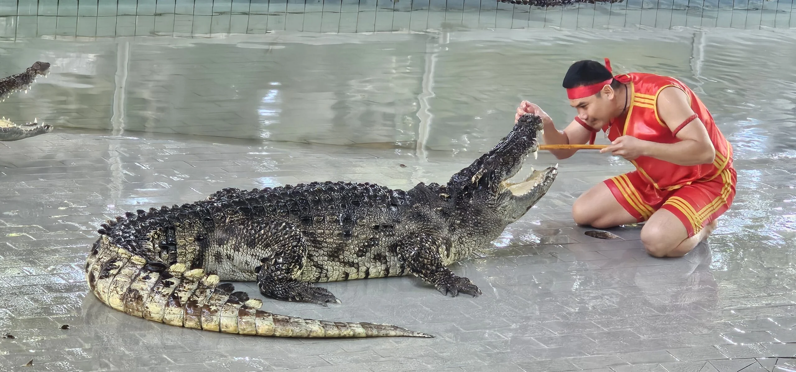 dont miss the crocodile show