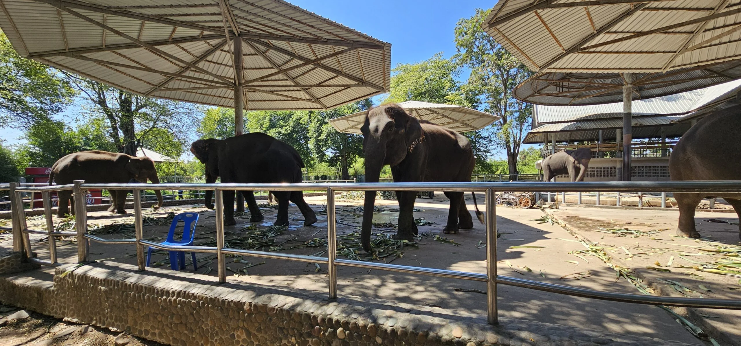 feed and interact with the elephants
