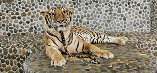 Tiger Zoo The Million Years Stone Park